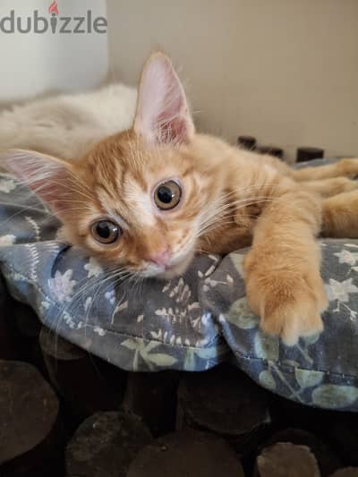 Romie Kitten