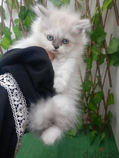 قطه راغ دول