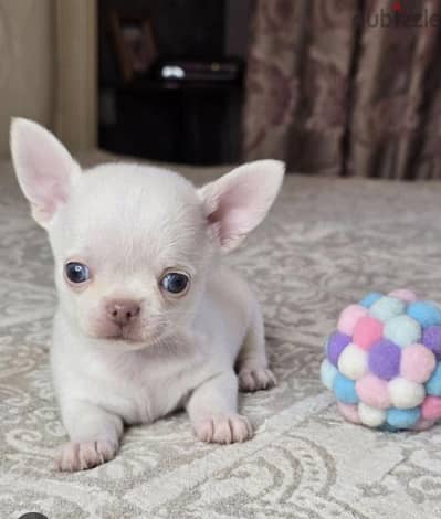 puppy chewawa