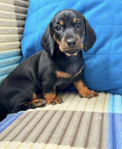 Dachshund puppy boy from Russia