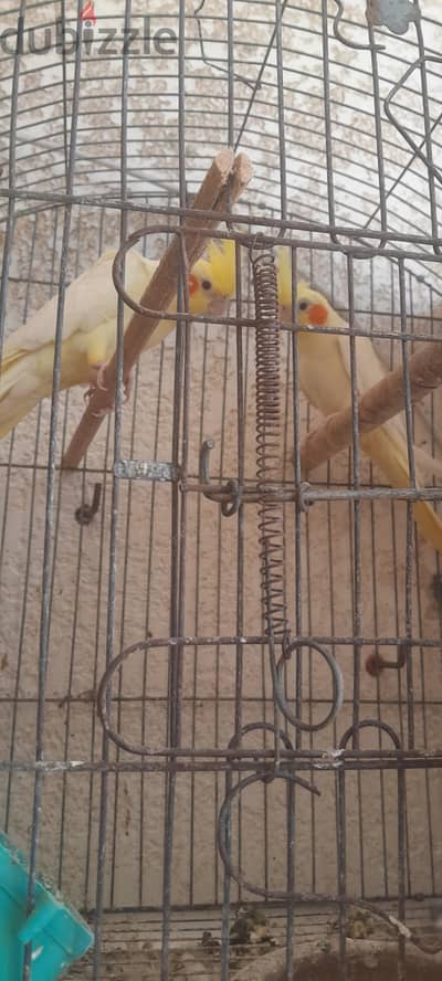 ٣ أزواج كوكتيل لاتيني شغال اكتر من عش الجوز الواحد  ١٣٥٠