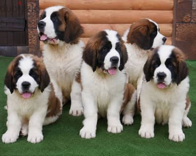 Saint Bernard Puppies For Sale 