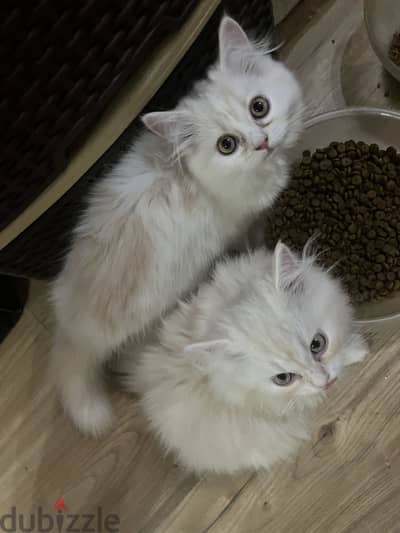 Two white male Persian cats, can be bought separately.