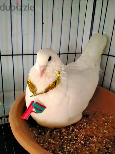 لاحم فرنساوي