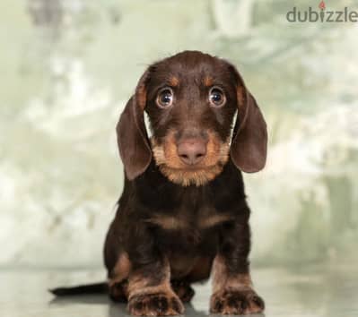 Dachshund Male puppy from Russia