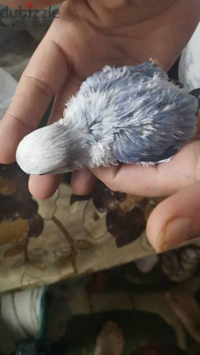 نتاية روز متدربه