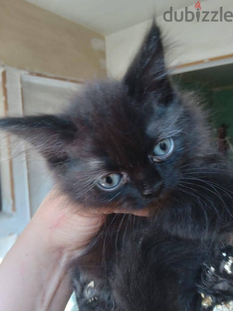 Himalayan Kittens 1