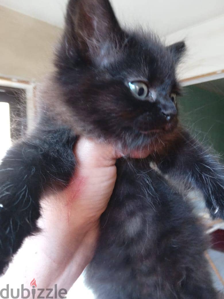 Himalayan Kittens 3