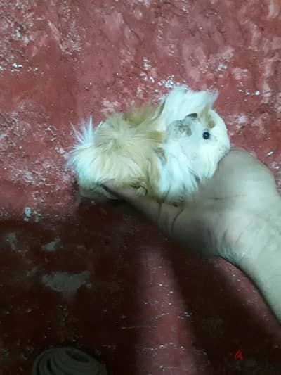 موجود غينيا. متوفر نتايات في اسكندريه موجود شحن اللي عايز يكلمني فون