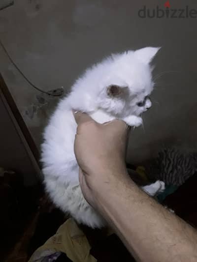 شيرازي