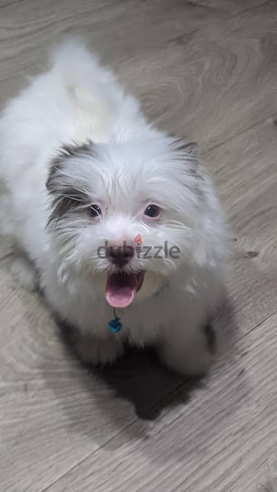 Premium Mini Havanese Boy