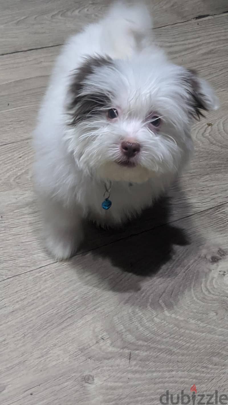 Premium Mini Havanese Boy 1