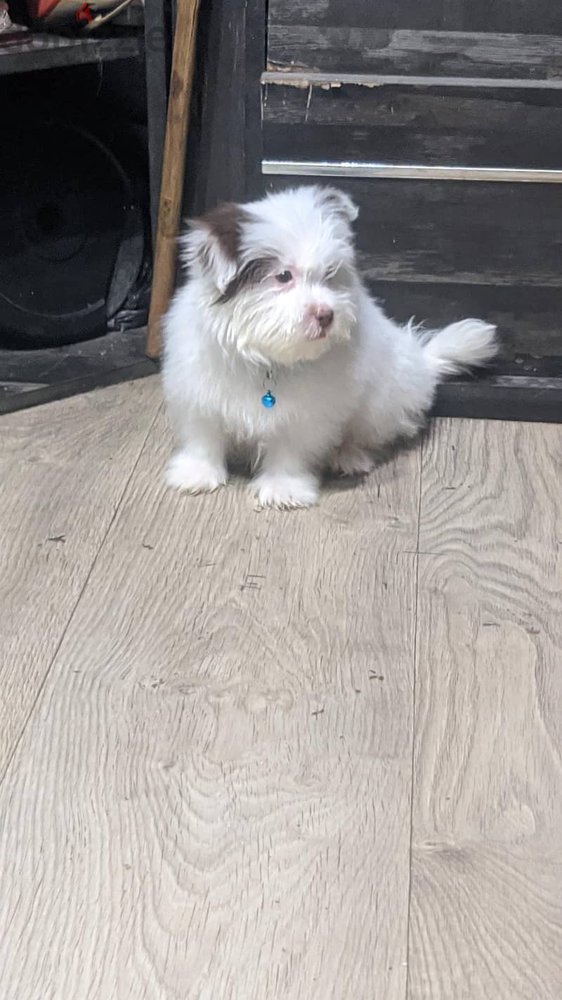 Premium Mini Havanese Boy 2