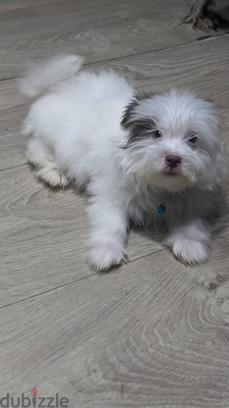 Premium Mini Havanese Boy 3