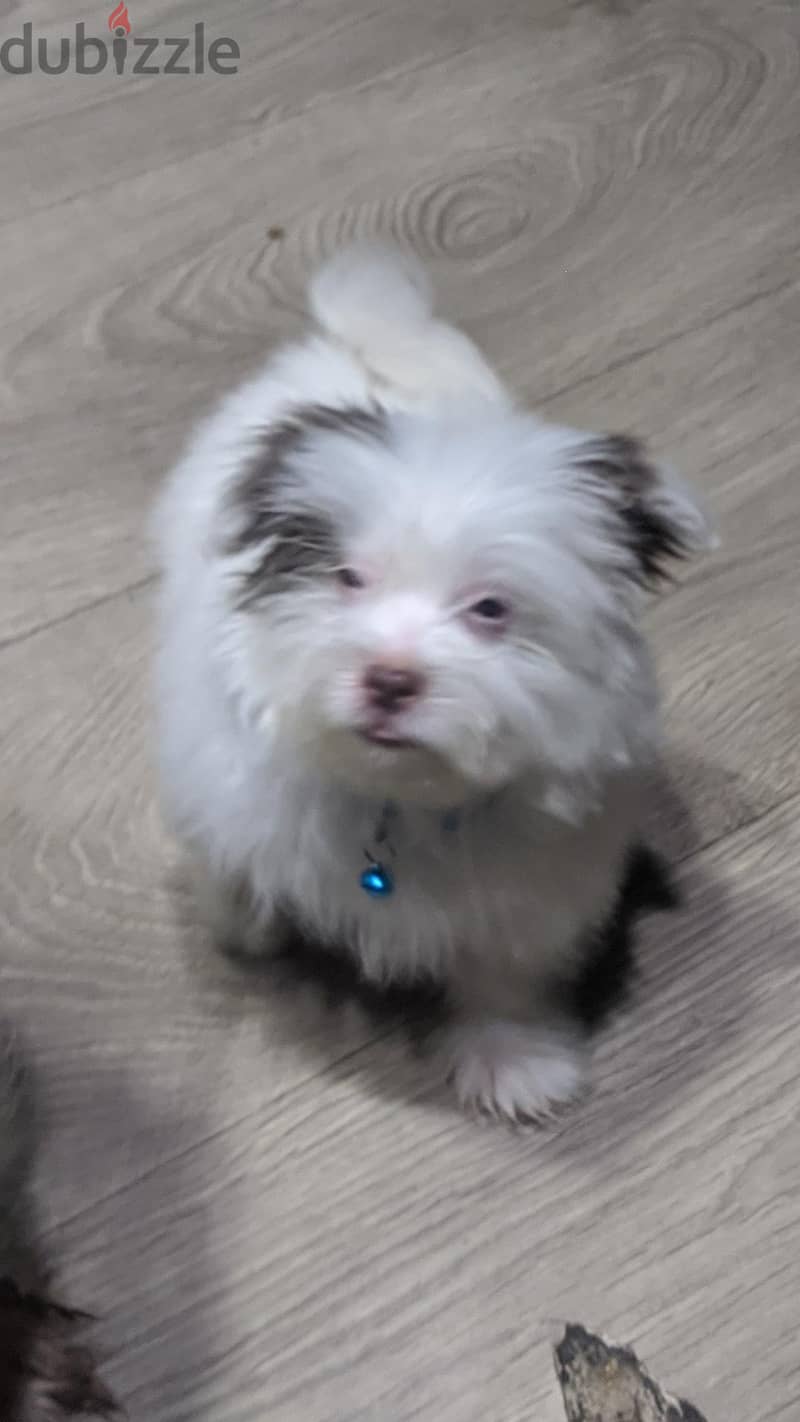 Premium Mini Havanese Boy 4