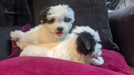 Premium Mini Havanese Puppies