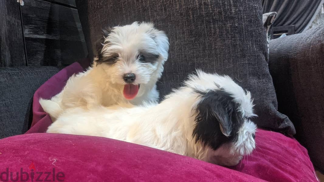 Premium Mini Havanese Puppies 1
