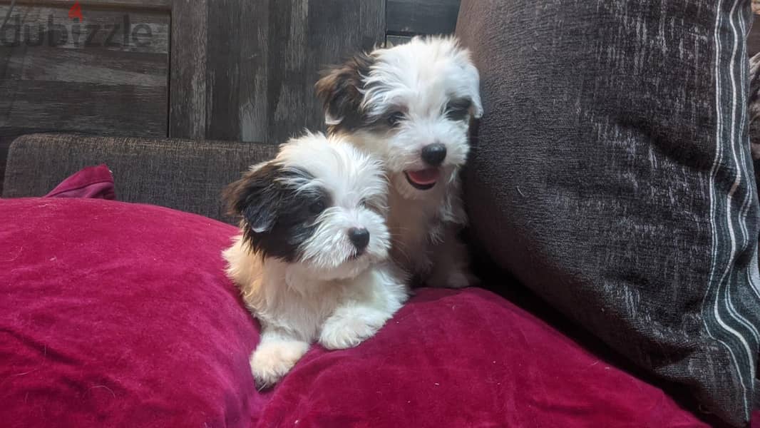 Premium Mini Havanese Puppies 2