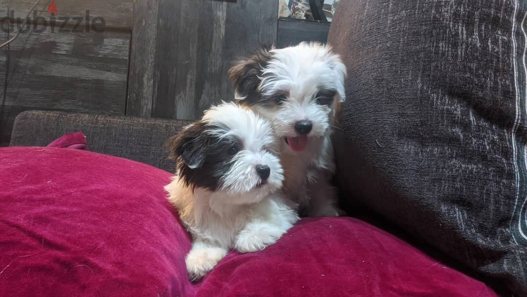 Premium Mini Havanese Puppies 3