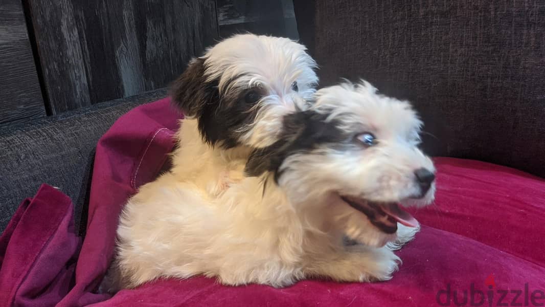 Premium Mini Havanese Puppies 4
