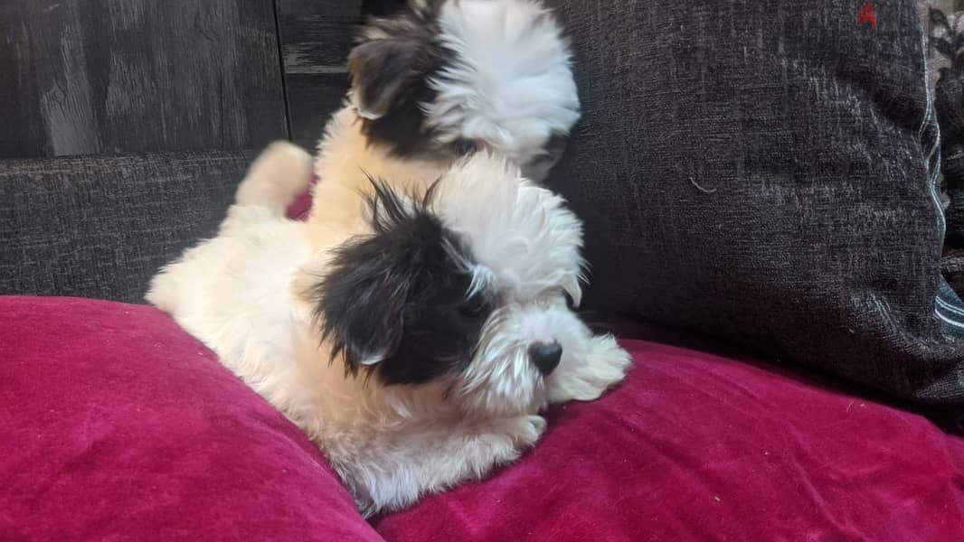 Premium Mini Havanese Puppies 5