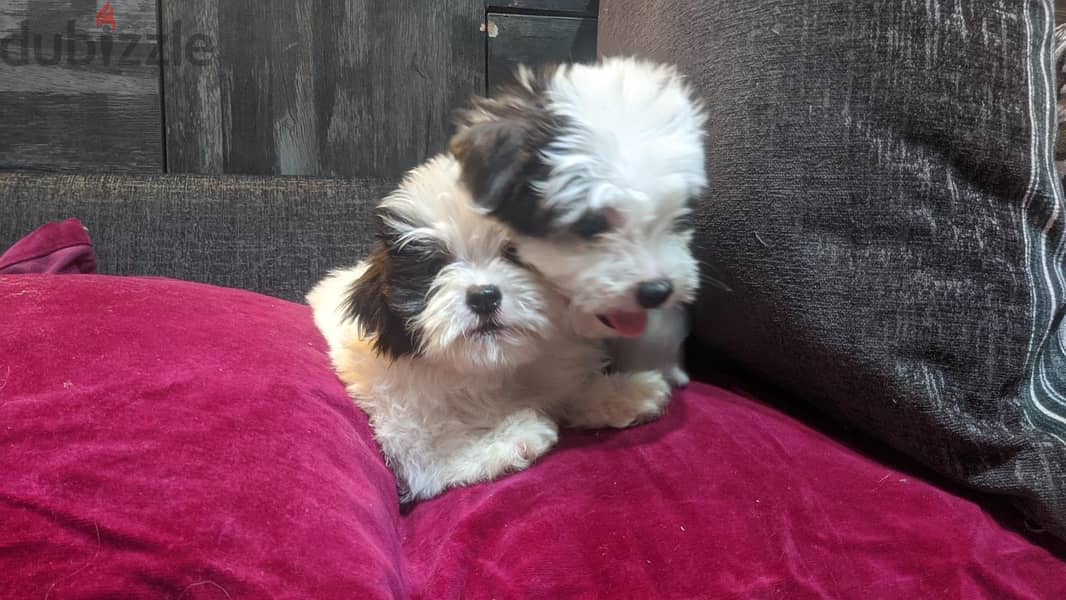 Premium Mini Havanese Puppies 6