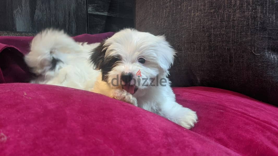 Premium Mini Havanese Puppies 7