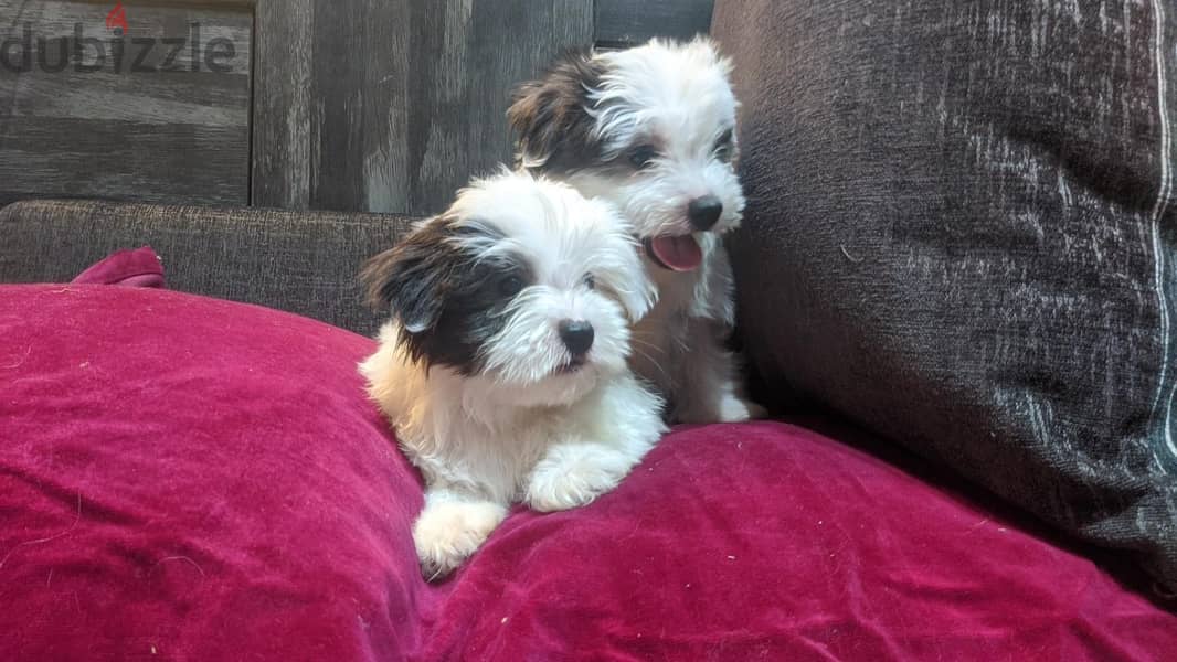 Premium Mini Havanese Puppies 8