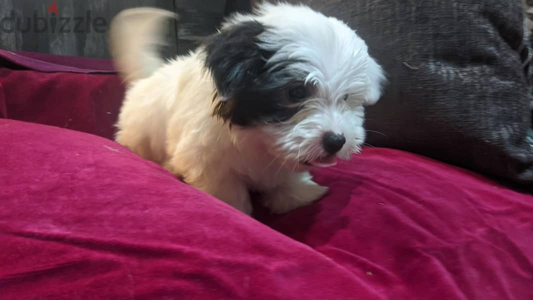 Premium Mini Havanese Puppies 9