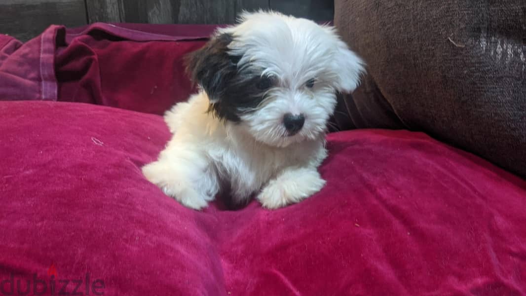 Premium Mini Havanese Puppies 10