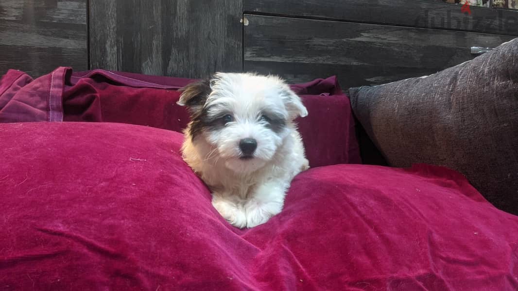 Premium Mini Havanese Puppies 11