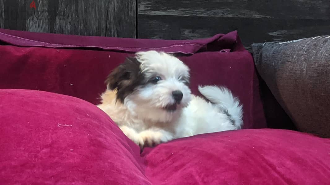 Premium Mini Havanese Puppies 12