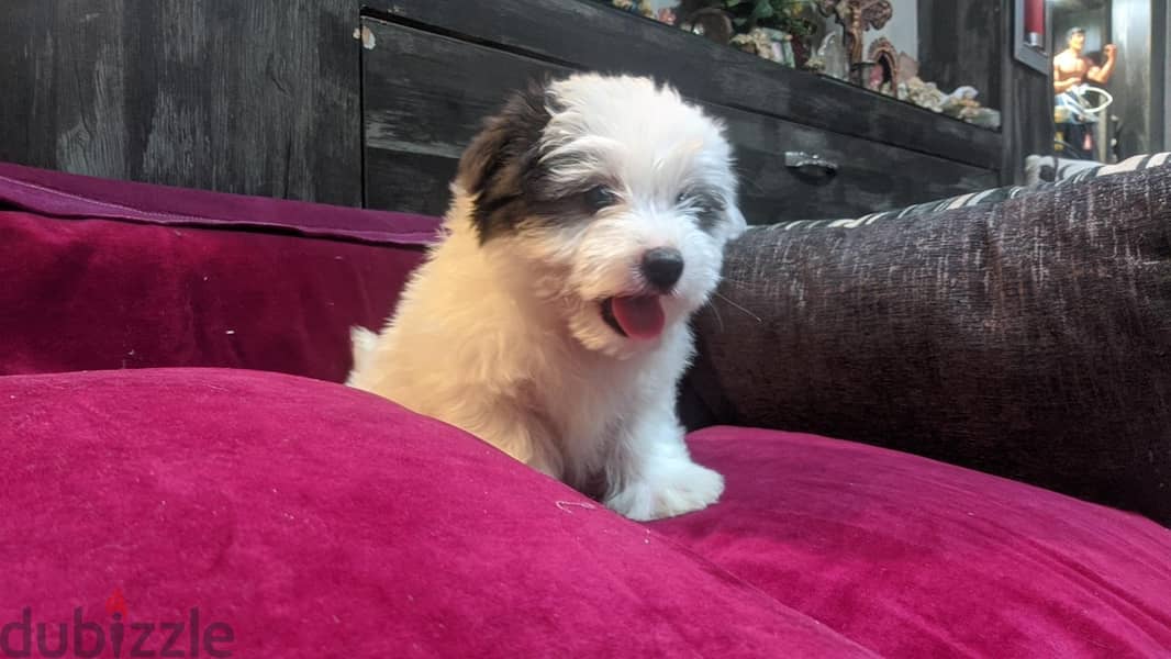 Premium Mini Havanese Puppies 13