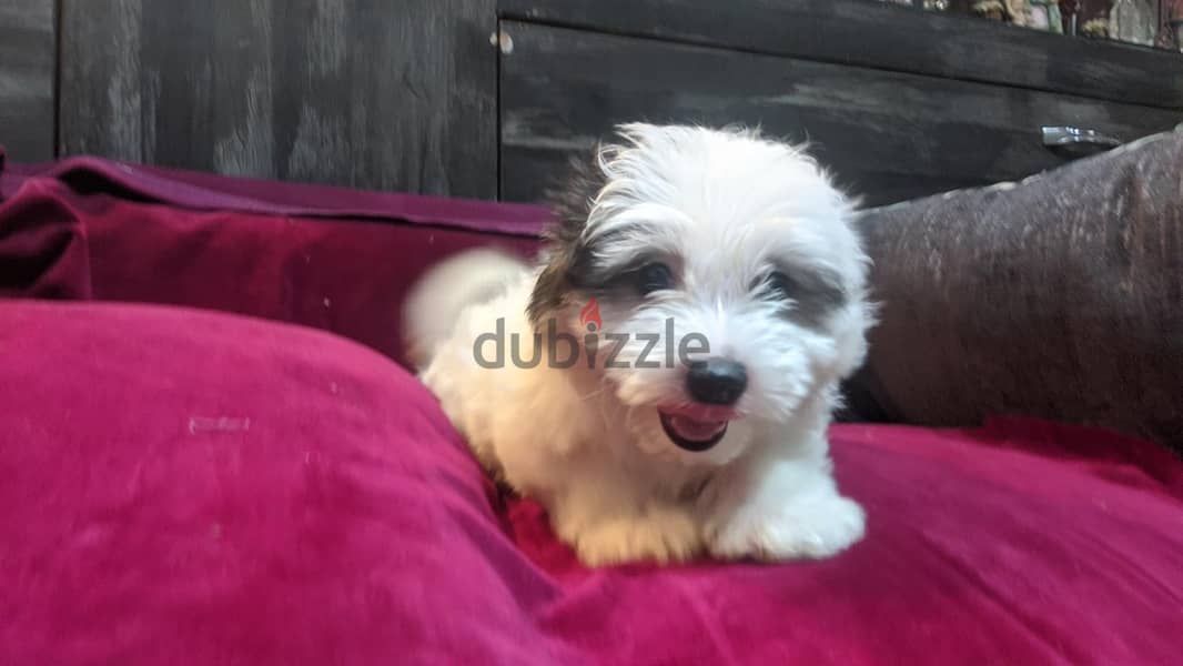 Premium Mini Havanese Puppies 14