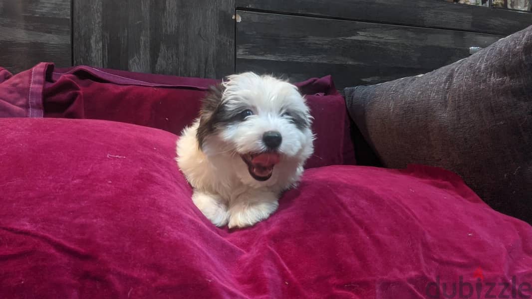Premium Mini Havanese Puppies 15