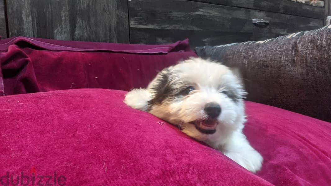 Premium Mini Havanese Puppies 16