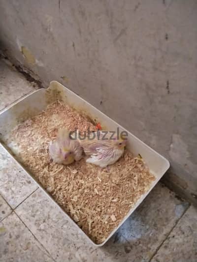 كوكتيل لاتينى