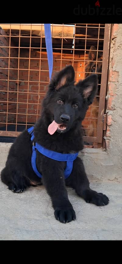 German Shepherd Royal Black