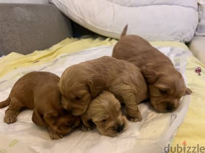 Cocker spaniel puppies كوكر
