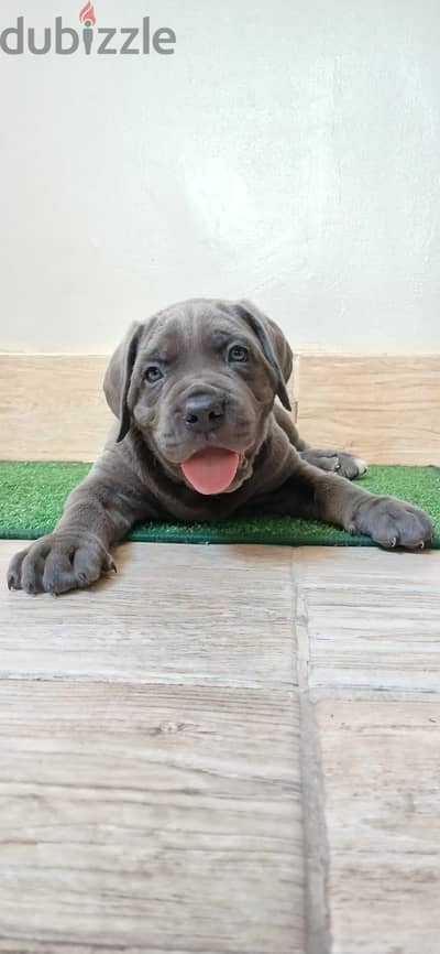 Cane corso كين كورسو 45 day