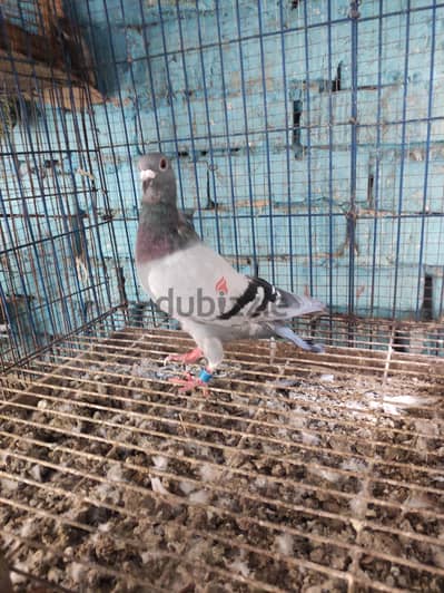 حمام جمعية