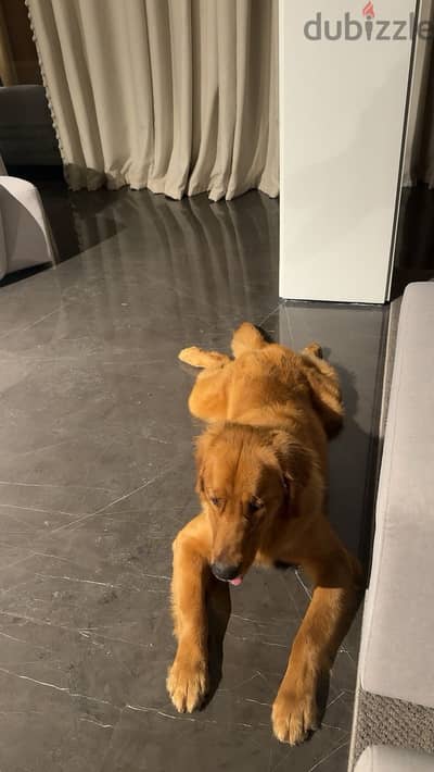 Golden retriever