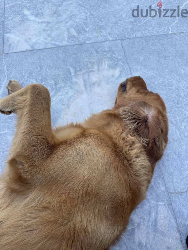 Golden retriever 2