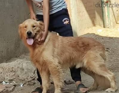 دكر جولدن عمر سنتين