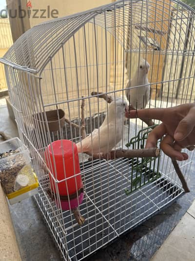 جوز كوكتيل البينو.