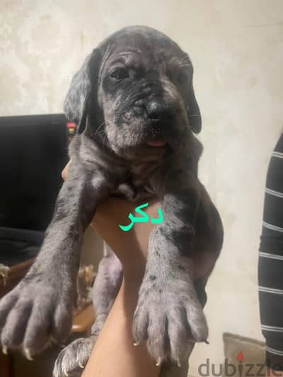 Great dan puppies with the high blood line _ جريت دان جراوي مستوى قوي