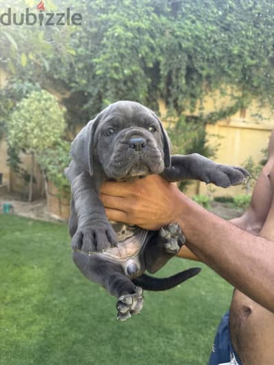 توجد جراوي كين كورسو Cane Corso  للبيع