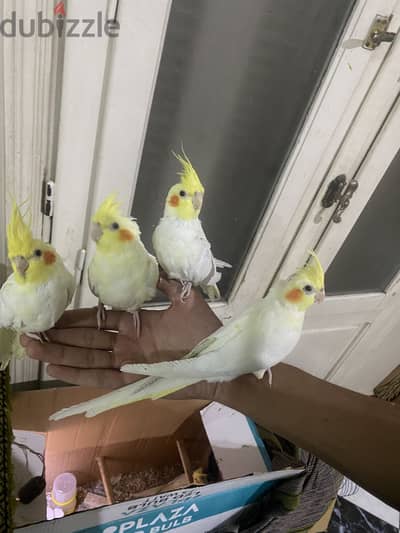 كوكتيل مدرب مفيش عض نهائي