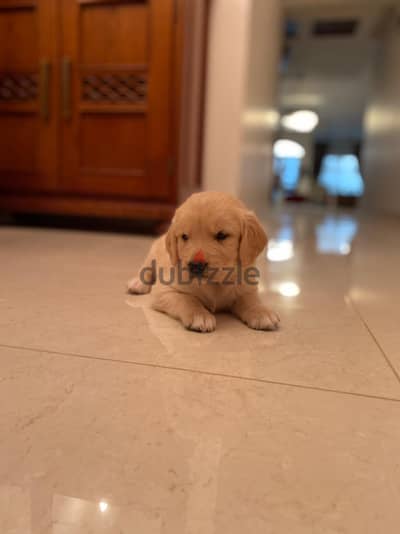 Golden retriever puppies