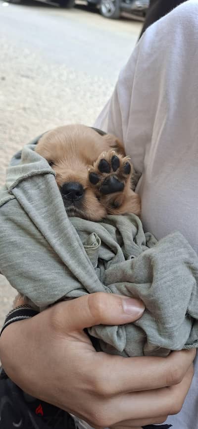 Golden retriever puppies